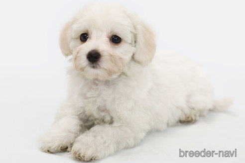 成約済の神奈川県のマルプー:マルチーズ×トイプードル-303398の1枚目